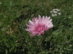 Crepis rubra