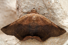 Psimada quadripennis