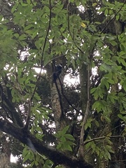 Prosthemadera novaeseelandiae novaeseelandiae