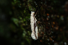 Erechthias atririvis