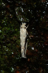Erechthias atririvis