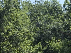 Mecynogea lemniscata