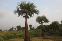 Borassus flabellifer