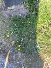 Taraxacum officinale