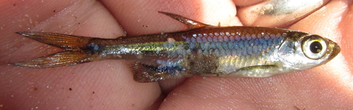Rhabdalestes maunensis
