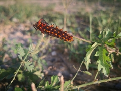 Battus philenor