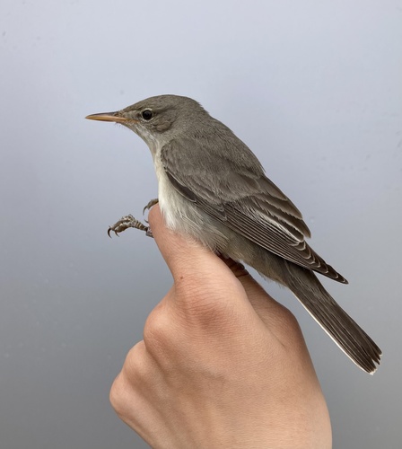 Olive-tree Warbler, photo 3 of 10