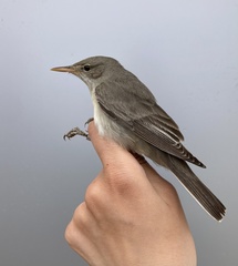 Olive-Tree Warbler photo 3