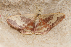 Idaea vacillata