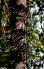 Astrocaryum aculeatum