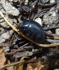 Coleoptera
