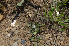Arabidopsis arenosa arenosa