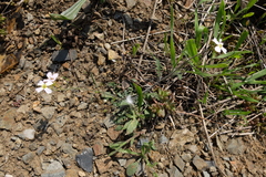 Arabidopsis arenosa arenosa