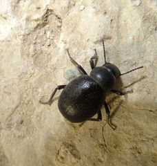 Coleoptera