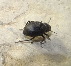 Coleoptera