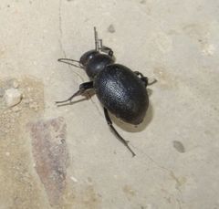 Coleoptera