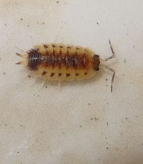 Proporcellio vulcanius