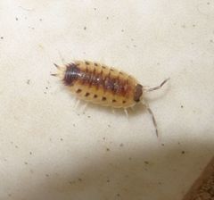 Proporcellio vulcanius