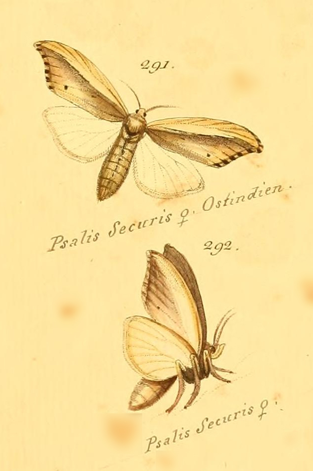 Psalis securis