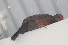 Galloperdix spadicea