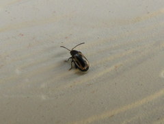 Phyllotreta striolata