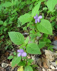 Ruellia prostrata