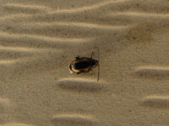 Phyllotreta striolata