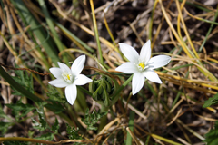 Ornithogalum divergens
