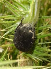 Oxythyrea funesta