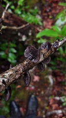 Resupinatus alboniger