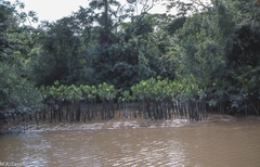 Montrichardia linifera