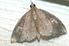 Perispasta caeculalis