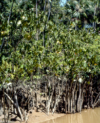 Montrichardia linifera