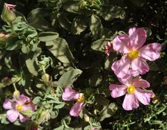 Cistus parviflorus