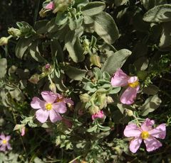 Cistus parviflorus