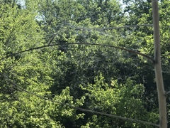 Mecynogea lemniscata