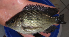 Oreochromis andersonii