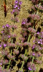 Ajuga orientalis