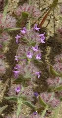 Ajuga orientalis