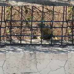 Ctenosaura pectinata