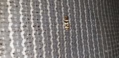 Ardiosteres moretonella