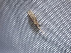 Ecnomidae
