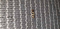 Ardiosteres moretonella