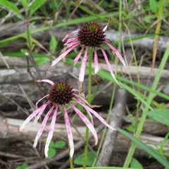 Echinacea sanguinea