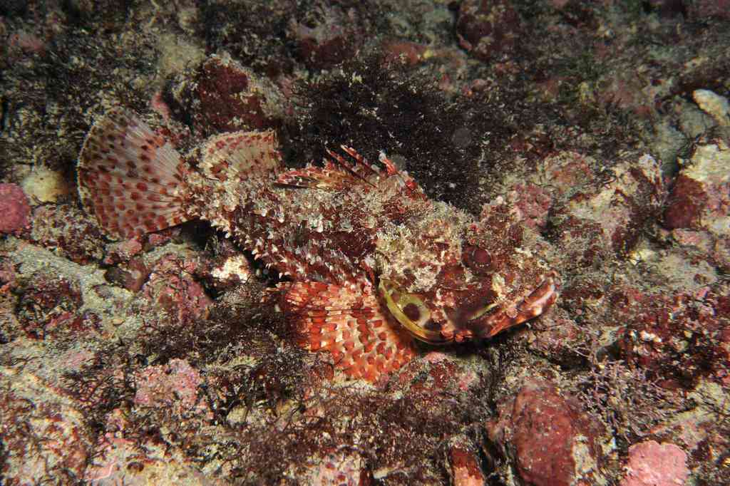 Angola Scorpionfish