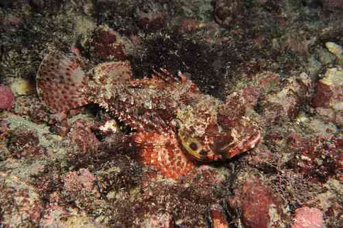 Angolan rockfish (Scorpaena angolensis) — Scorpaenidae — 2