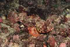 Scorpaena angolensis
