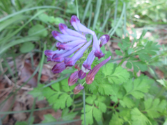 Corydalis incisa