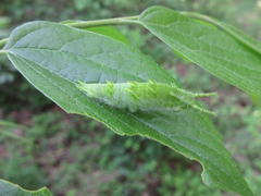 Apaturinae