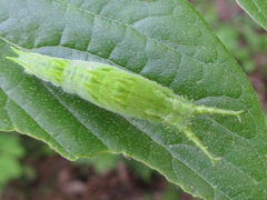 Apaturinae